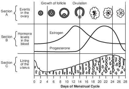 reproduction and development, factors influencing human reproduction and development fig: lenv62014-examw_g15.png